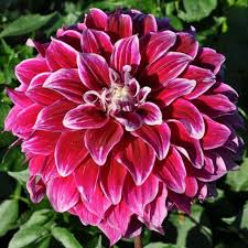 Dahlia Uncle B